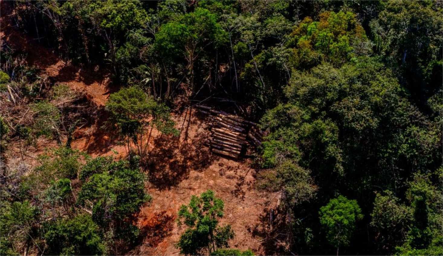 Investigação da PJC e Gaeco resulta em operação contra organização que fraudou créditos florestais