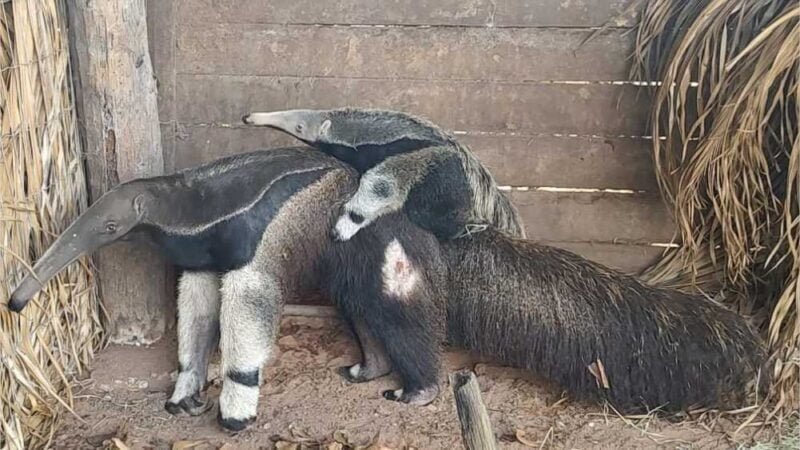 Sema-MT leva para Santuário dos Elefantes tamanduá-bandeira que passou 40 dias internada após atropelamento