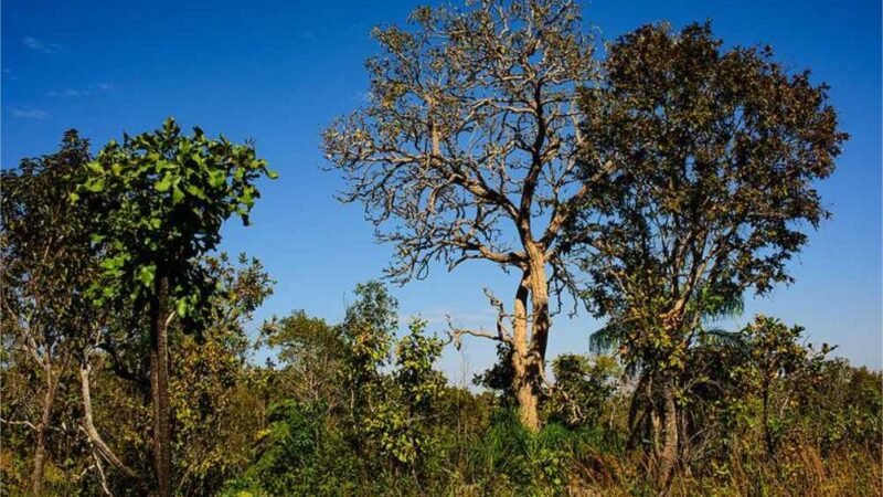 Dia do Cerrado: Mato Grosso registra queda de 11% nos alertas de desmatamento no bioma neste ano