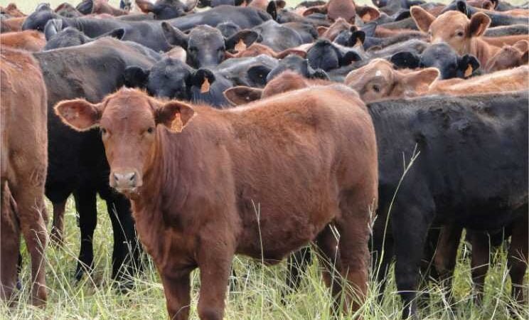 Pesquisadores realizam avaliação genética das raças Braford e Brangus em MT