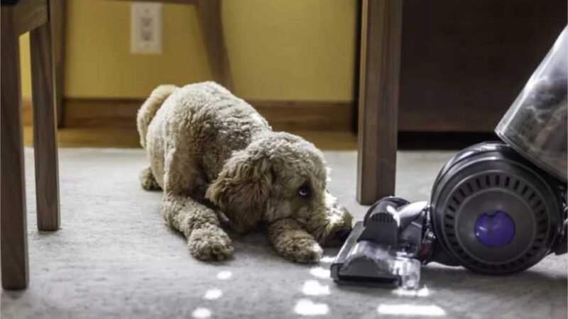 Como remover pelos de animais de estimação do carpete: 7 métodos comprovados