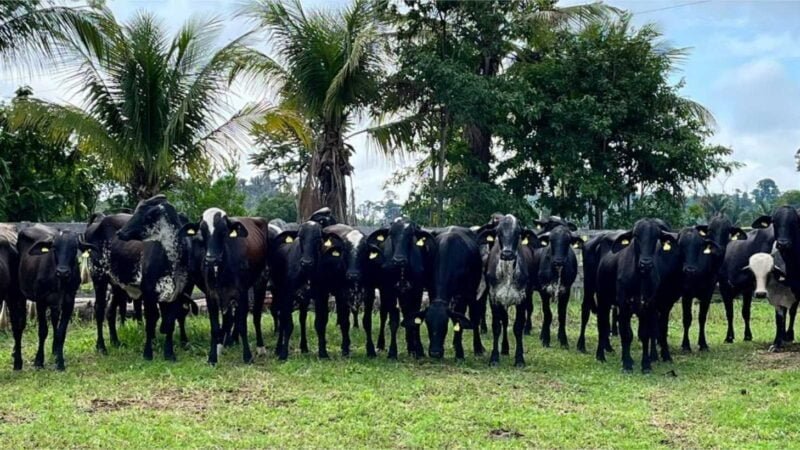 Seaf abre prazo para receber propostas para o programa de melhoramento genético de gado leiteiro