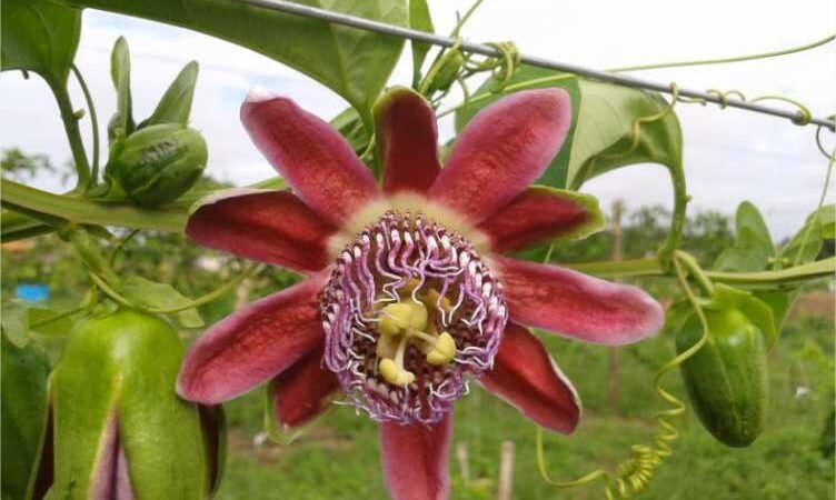 Fapemat desenvolve pesquisa para aumentar produção do maracujá em MT