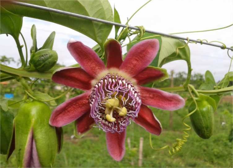 Fapemat desenvolve pesquisa para aumentar produção do maracujá em MT