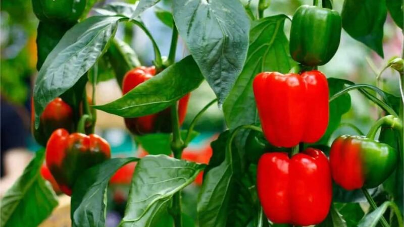 Regue seus pimentões com esta mistura para aumentar sua colheita!