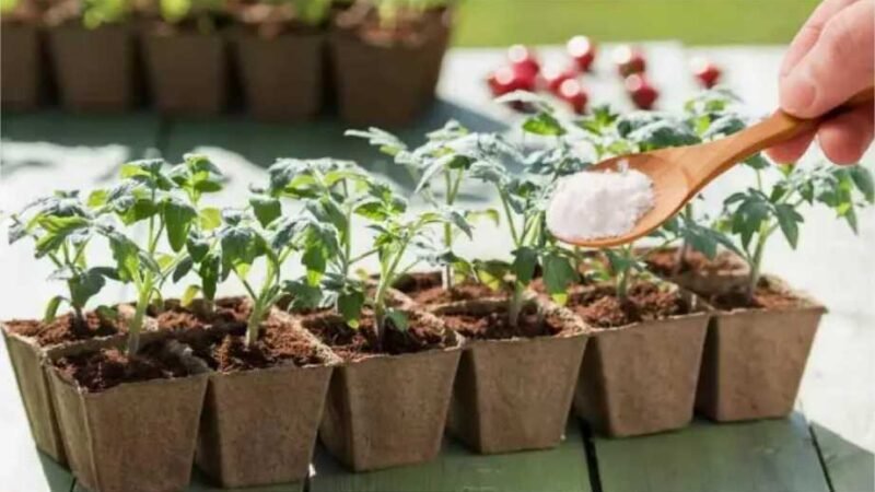 O bicarbonato de sódio é um segredo bem guardado dos jardineiros experientes, um elixir natural que pode fazer maravilhas no cultivo de mudas de tomate.