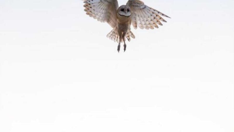 Sema orienta que população não retire filhotes de corujas dos ninhos