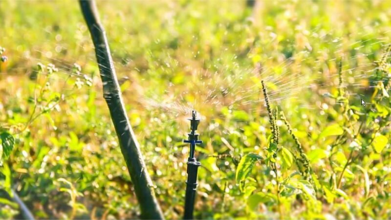 Kits de irrigação ajudam agricultores familiares a garantirem colheita farta durante todo o ano