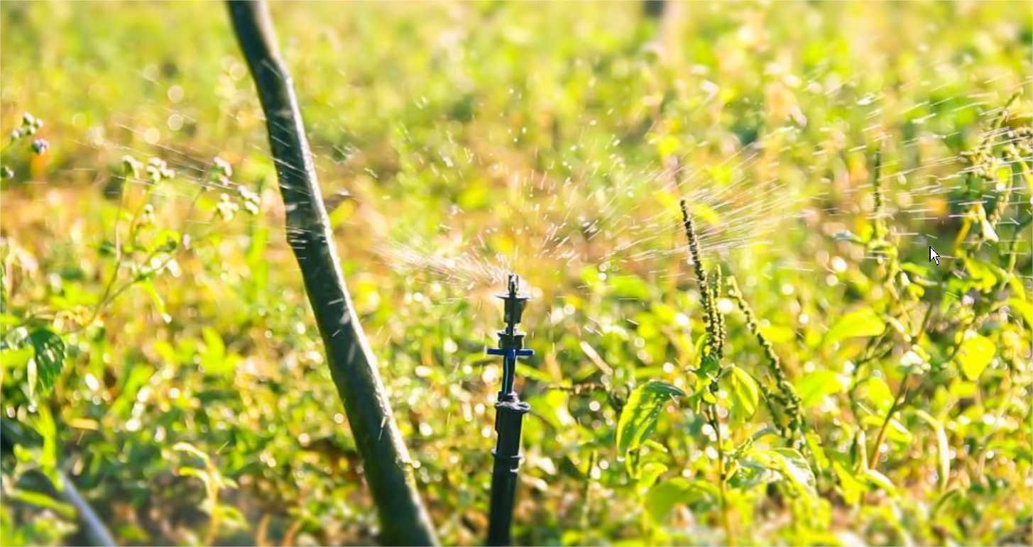 Kits de irrigação ajudam agricultores familiares a garantirem colheita farta durante todo o ano