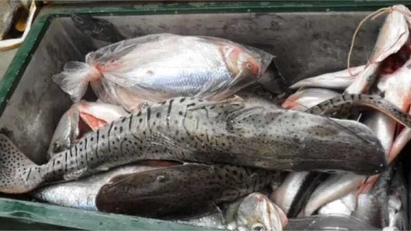 Comerciantes e pescadores profissionais devem entregar declaração de estoque pesqueiro até quarta-feira (4)