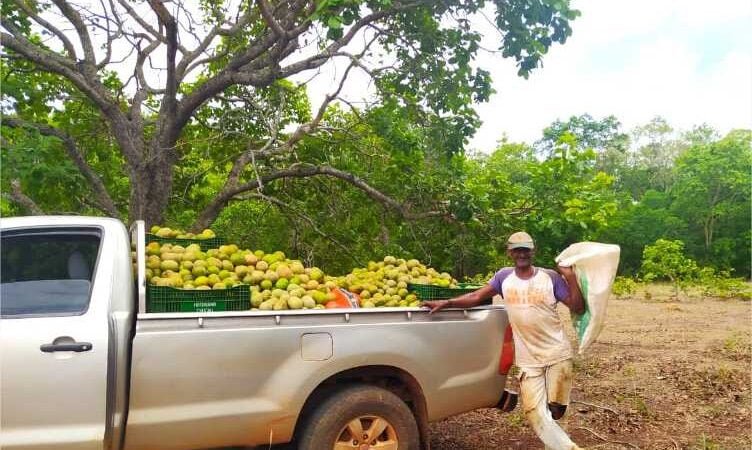 Maior produtor de pequi de MT, Ribeirão Cascalheira tem produção e comercialização acompanhadas pela Empaer