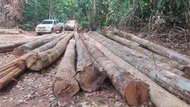Sema apreende madeira ilegal e embarga área de mais de 10 mil hectares em Marcelândia