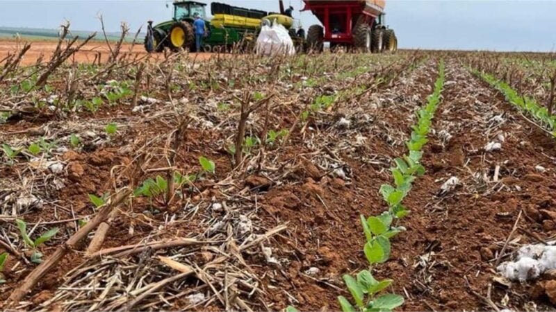 Semeadura da soja 2023/24 avança 20,85 pontos percentuais e chega a 35% da área