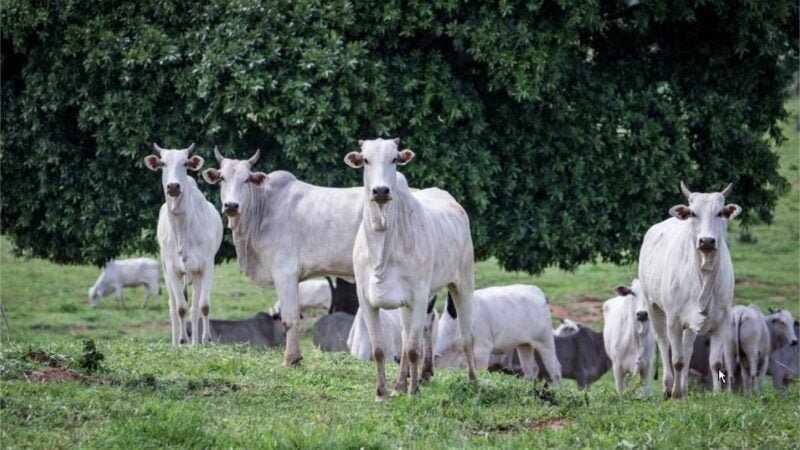 Campanha de atualização de estoque de rebanhos começa nesta sexta em MT