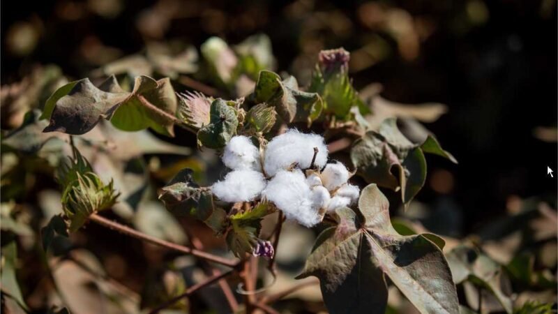 Chuvas desafiam plantio do algodão, mas cenário segue positivo em MT