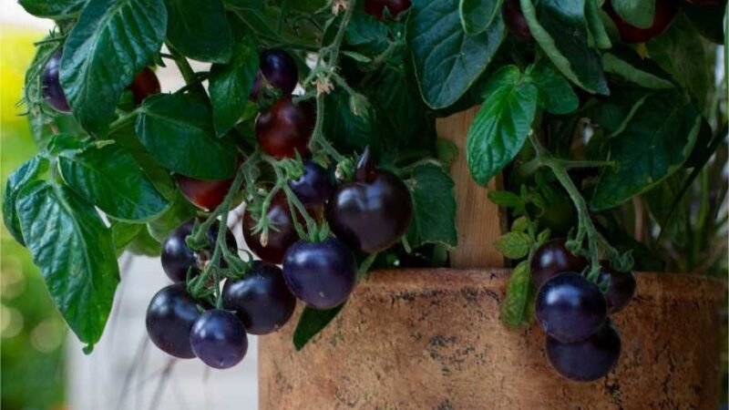 Cultivo de vegetais em vasos e recipientes