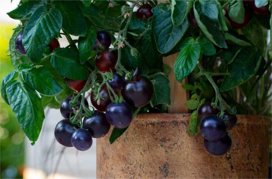 Cultivo de vegetais em vasos e recipientes