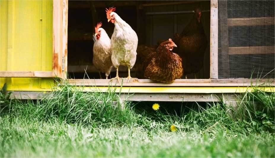 4 boas razões para ter galinhas no seu jardim