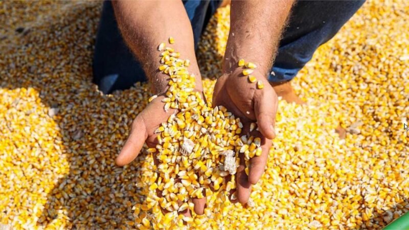 Número de consumidores de carne e grãos produzidos em MT mais que dobra em 9 anos