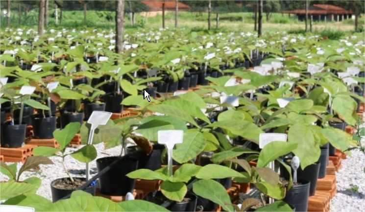 Pesquisa fortalece programa de melhoramento genético de novas cultivares de teca em MT
