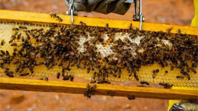 Agricultores familiares de Feliz Natal usam caixas de abelha construídas por reeducandos
