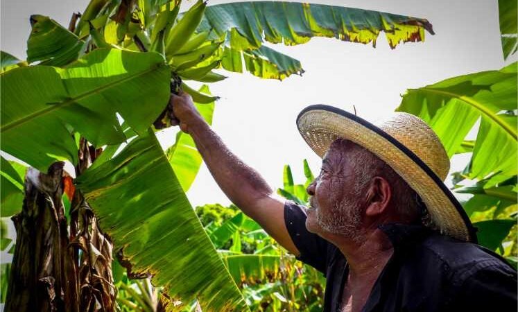 Cinco projetos de pesquisas na área da agricultura familiar são aprovados pelo Governo de MT