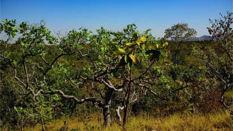 MT registra queda de 18% na taxa de desmatamento no Cerrado