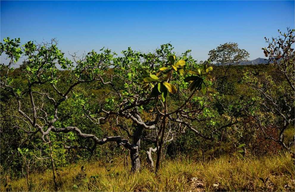 MT registra queda de 18% na taxa de desmatamento no Cerrado