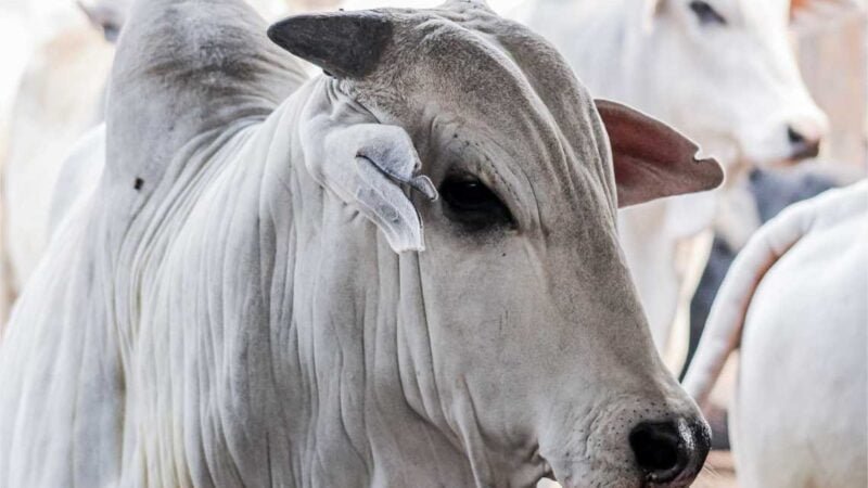 Produtores rurais têm até quinta-feira (30) para informar rebanho ao Indea; 42% ainda não fizeram comunicação