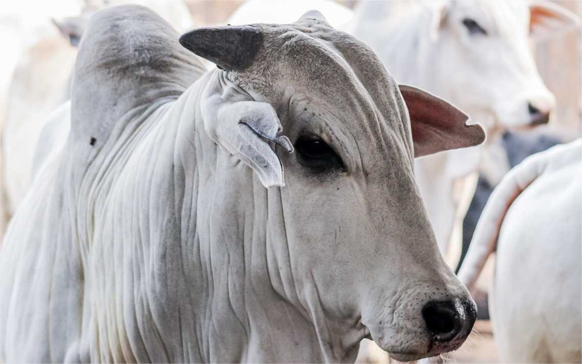 Produtores rurais têm até quinta-feira (30) para informar rebanho ao Indea; 42% ainda não fizeram comunicação