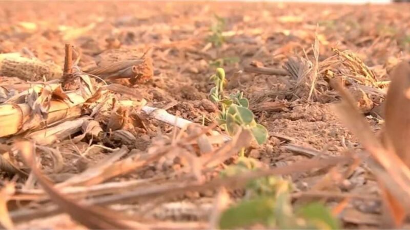 Soja | Risco de replantio deixa revendas em alerta em MT