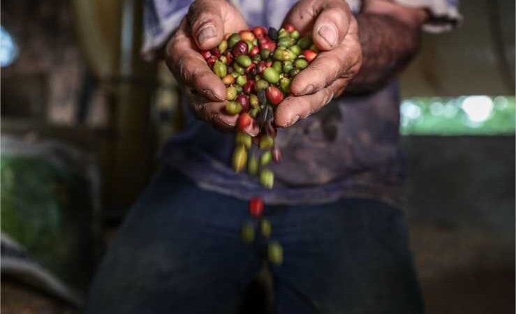 Produção de café em Mato Grosso aumenta 102% em quatro anos