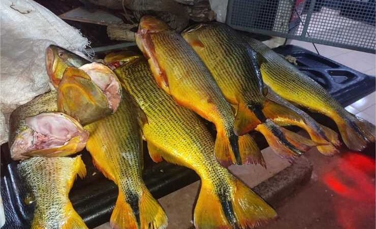 Batalhão Ambiental da PM apreende 35 quilos de Dourado em Tangará da Serra