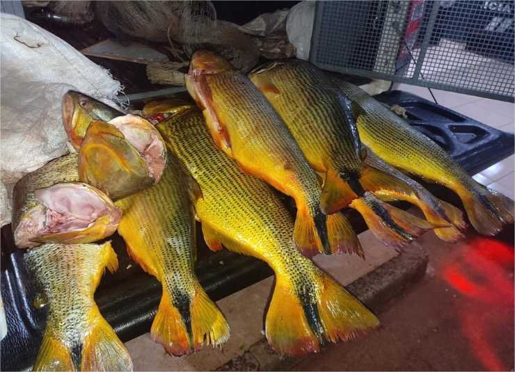 Batalhão Ambiental da PM apreende 35 quilos de Dourado em Tangará da Serra