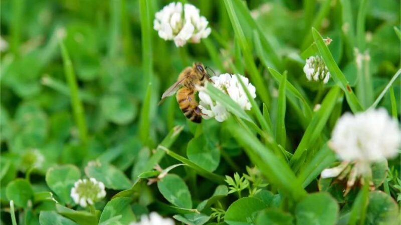 Como plantar um gramado de trevo e por que você deve seguir essa tendência