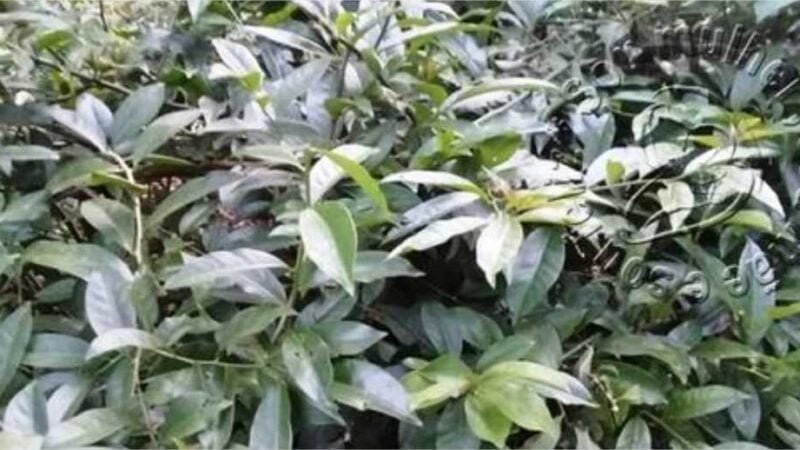 A Ora-Pro-Nóbis é rica em proteínas podendo substituir o consumo de carne, previne a anemia, melhora o funcionamento do intestino, fortalece os ossos e dentes; e outros