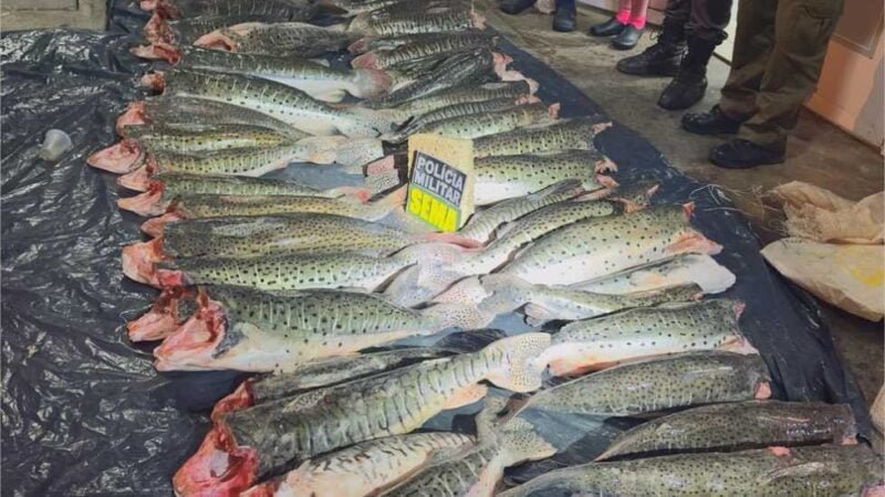 Sema-MT apreende 431 kg de pescado ilegal durante operação em Santo Antônio de Leverger
