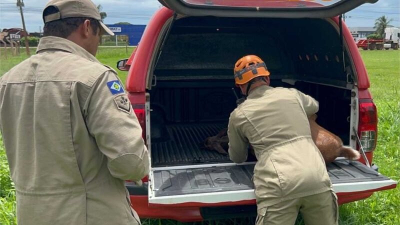 Animais silvestres ameaçados de extinção são resgatados pelo Corpo de Bombeiros Militar