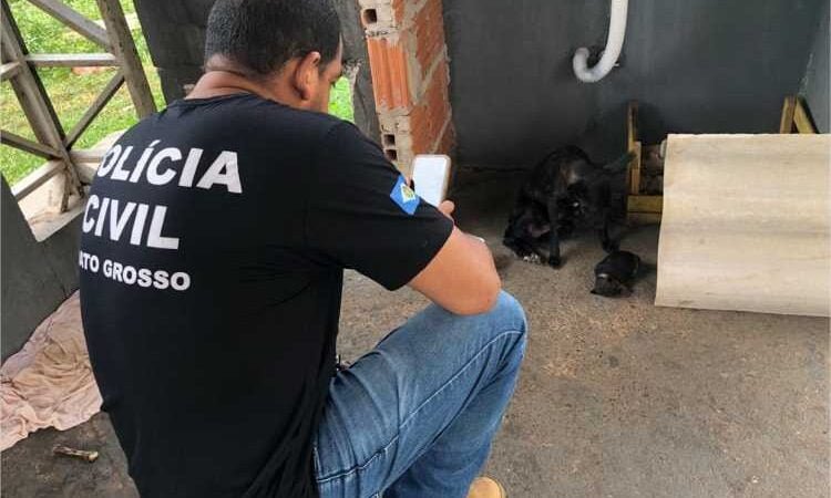 Dema apura denúncias de maus-tratos a animais em Cuiabá e Várzea Grande