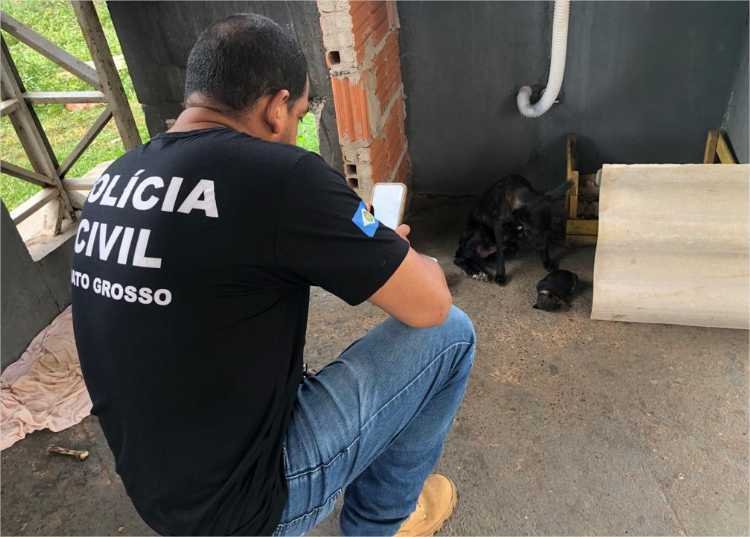 Dema apura denúncias de maus-tratos a animais em Cuiabá e Várzea Grande