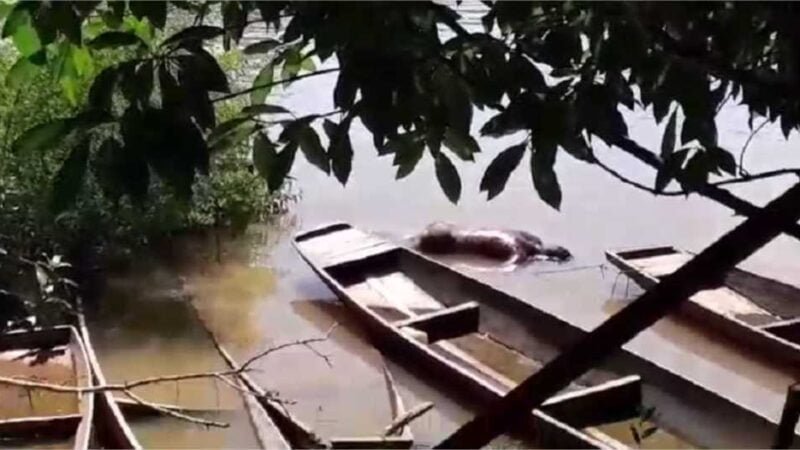 Corpo de homem com sinais de espancamento é encontrado boiando no rio Cuiabá; veja vídeo