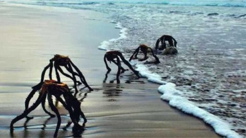 Sul-africanos tomam susto em praia com seres que não são o que parecem