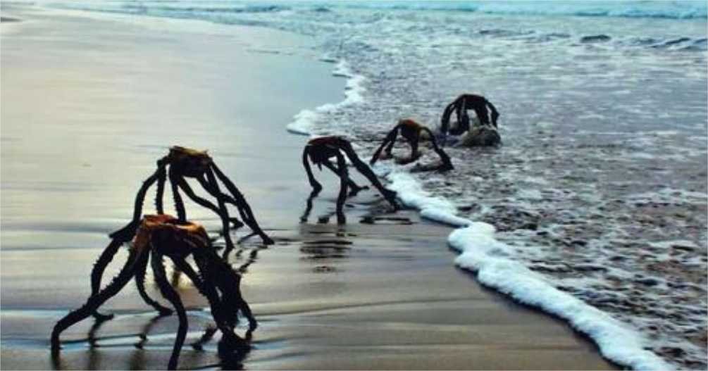 Sul-africanos tomam susto em praia com seres que não são o que parecem
