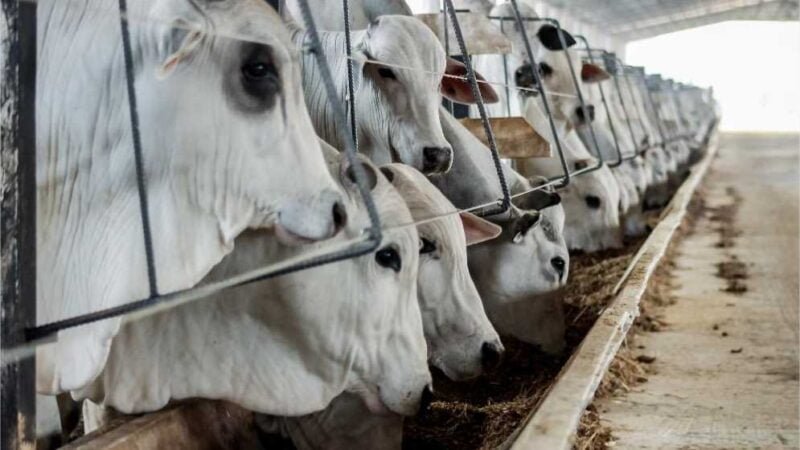 MT teve aumento de 14,4% no abate de bovinos em 2023