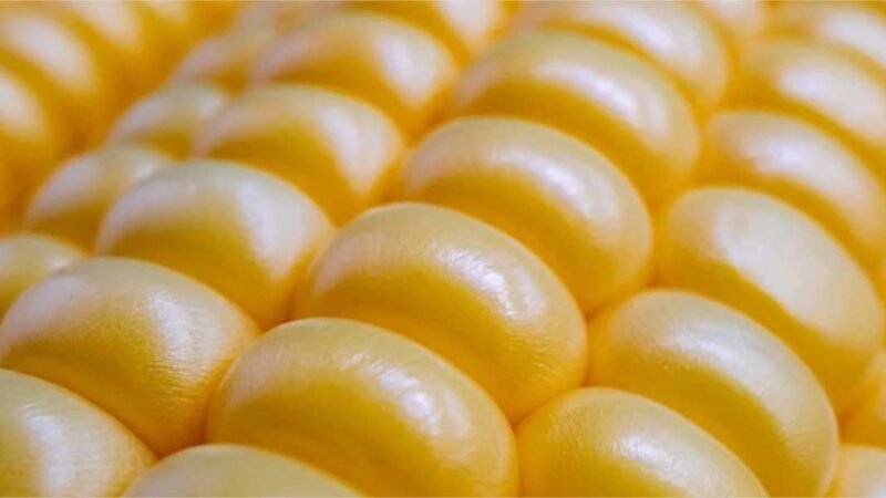 Governo libera R$ 105 milhões para equalização de preços do milho