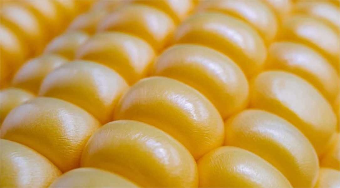 Governo libera R$ 105 milhões para equalização de preços do milho