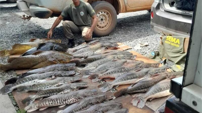 Sema e PM apreendem jacaré e 371 kg de pescado ilegal durante fiscalização