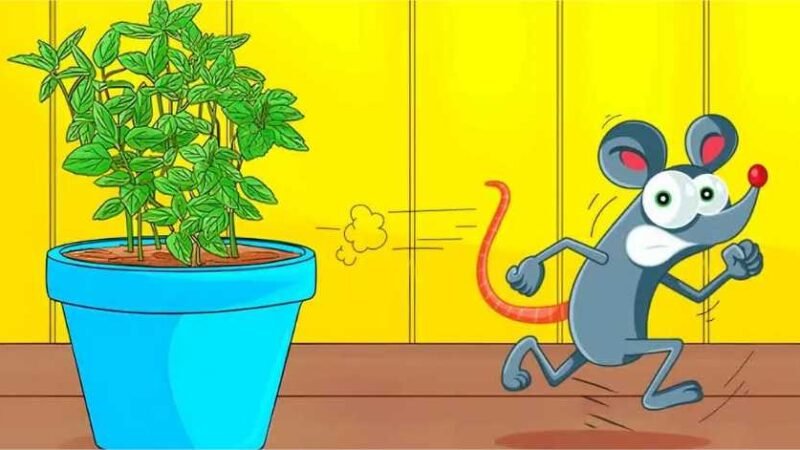6 plantas repelentes que mantêm ratos e camundongos longe de casa