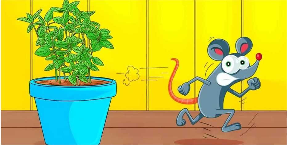 6 plantas repelentes que mantêm ratos e camundongos longe de casa