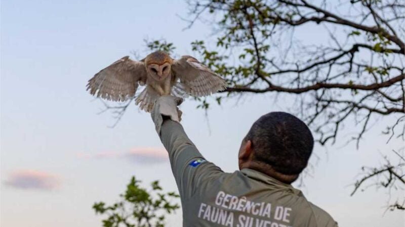 Sema recebeu mais de 1,1 mil animais silvestres resgatados em 2023